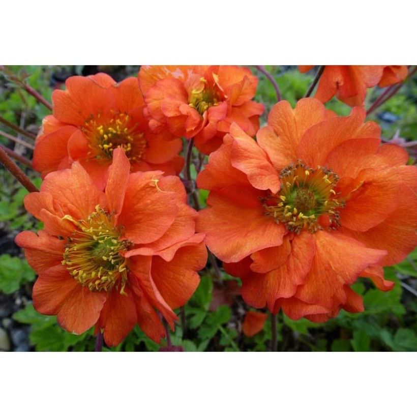 Geum chiloense Dolly North (Flowering)