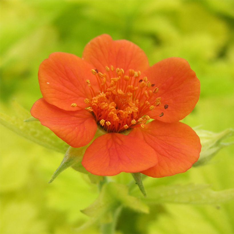 Geum Eos (Flowering)