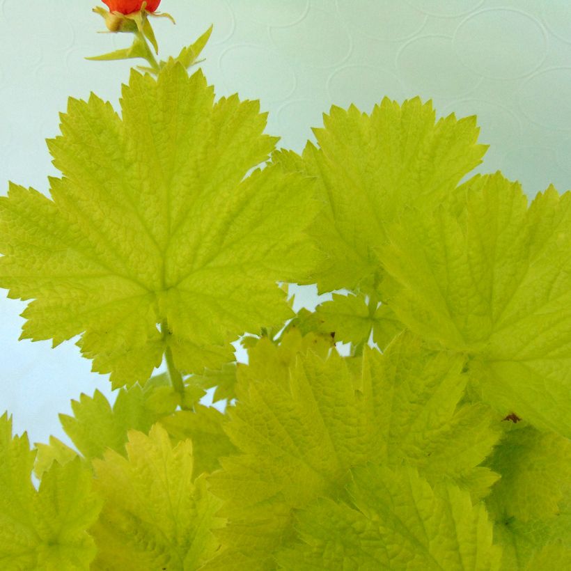 Geum Eos (Foliage)