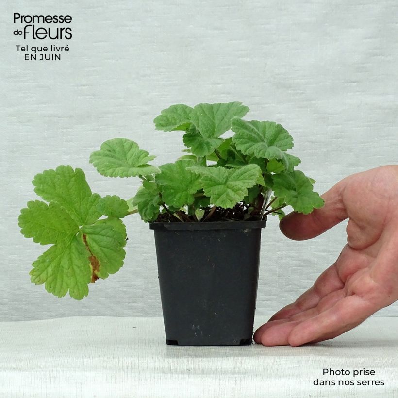 Geum Eos 8/9 cm pot sample as delivered in summer