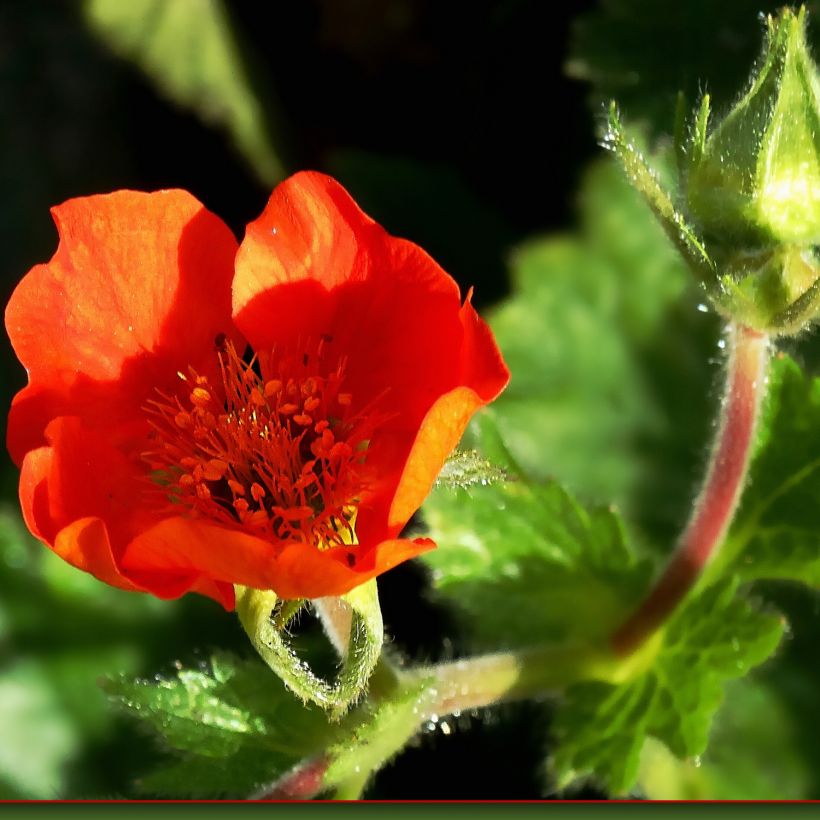 Geum chiloense Fireball (Flowering)