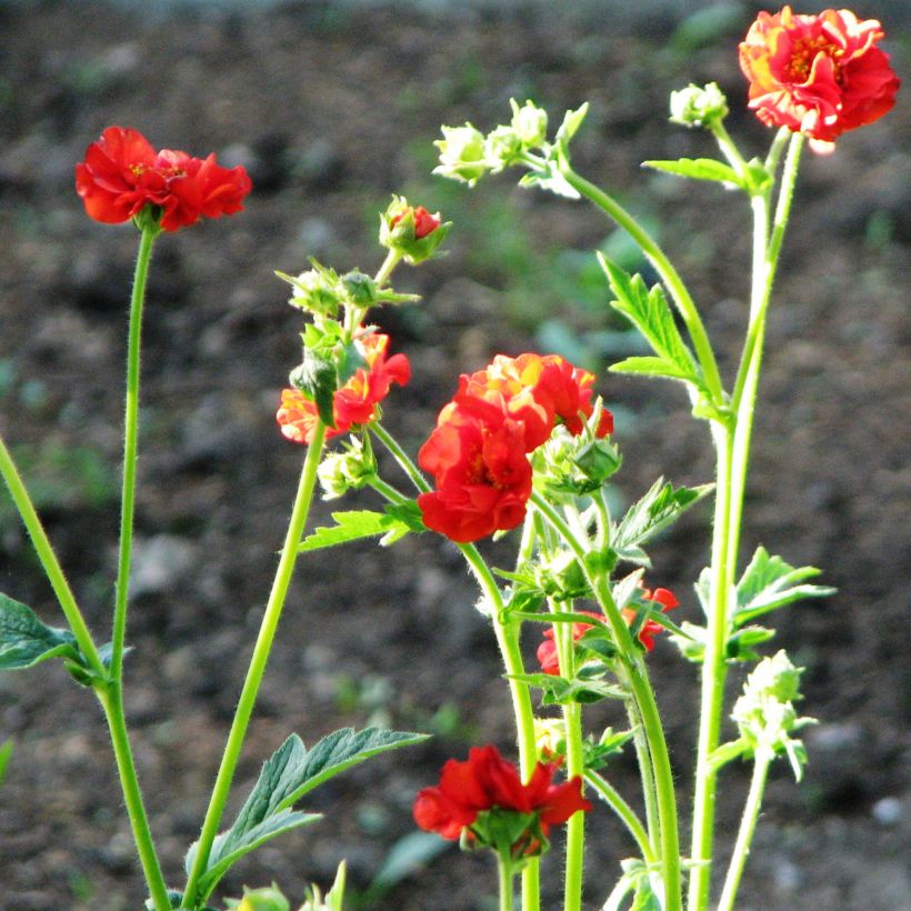 Geum chiloense Fireball (Plant habit)