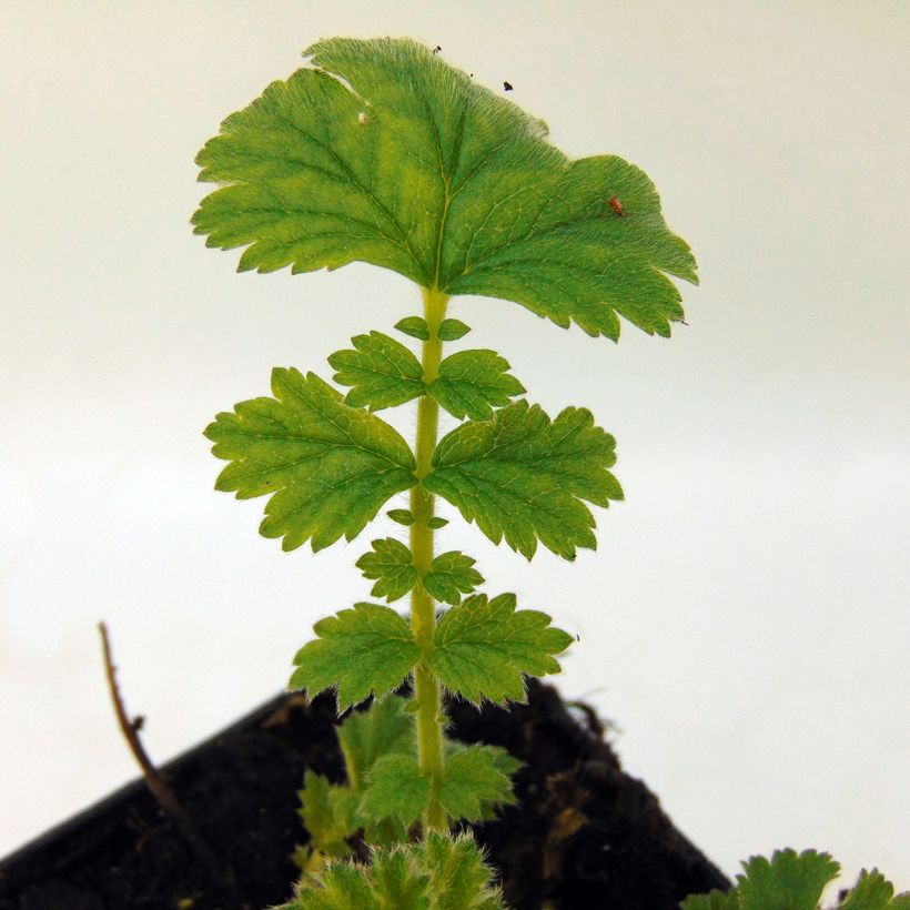 Geum chiloense Fireball (Foliage)