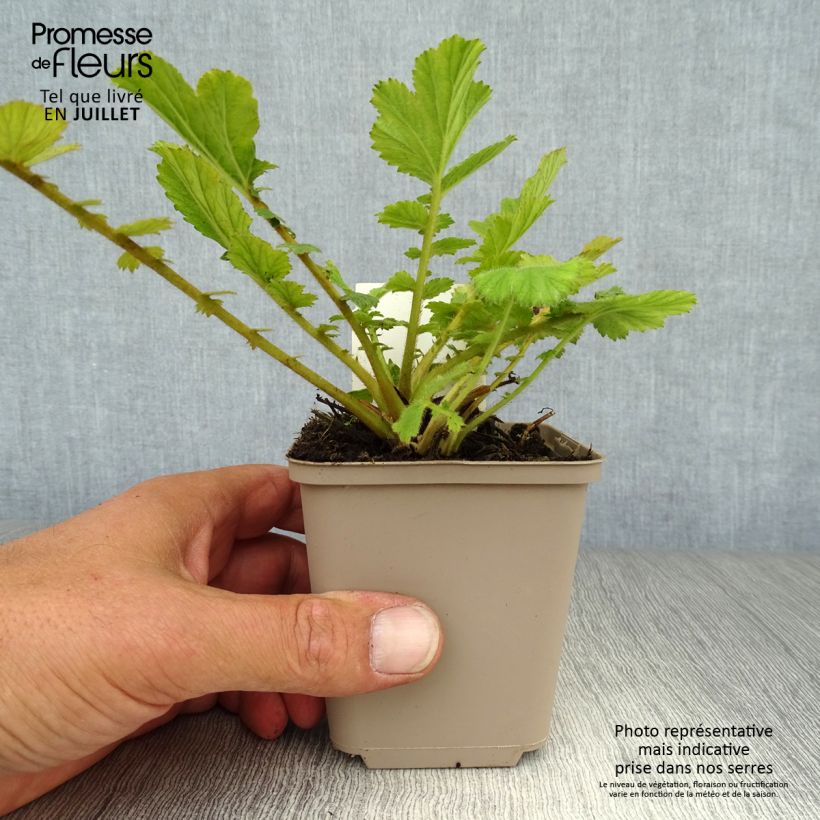 Geum chiloense Fireball 8/9 cm pot sample as delivered in summer