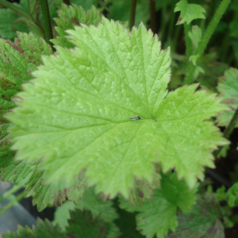 Geum Flames of Passion (Foliage)