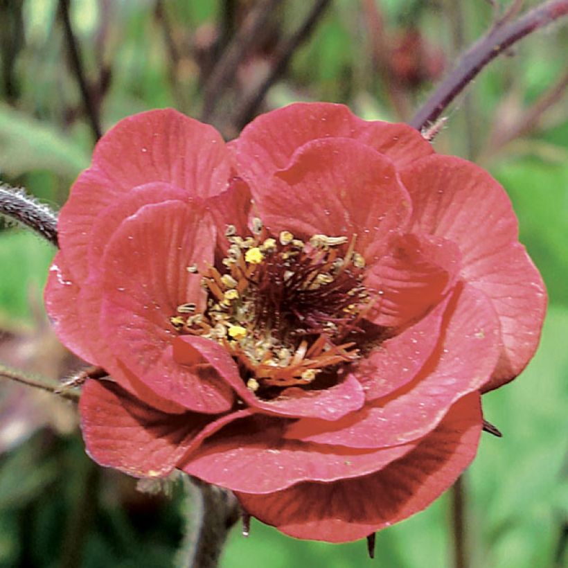 Geum Flames of Passion (Flowering)