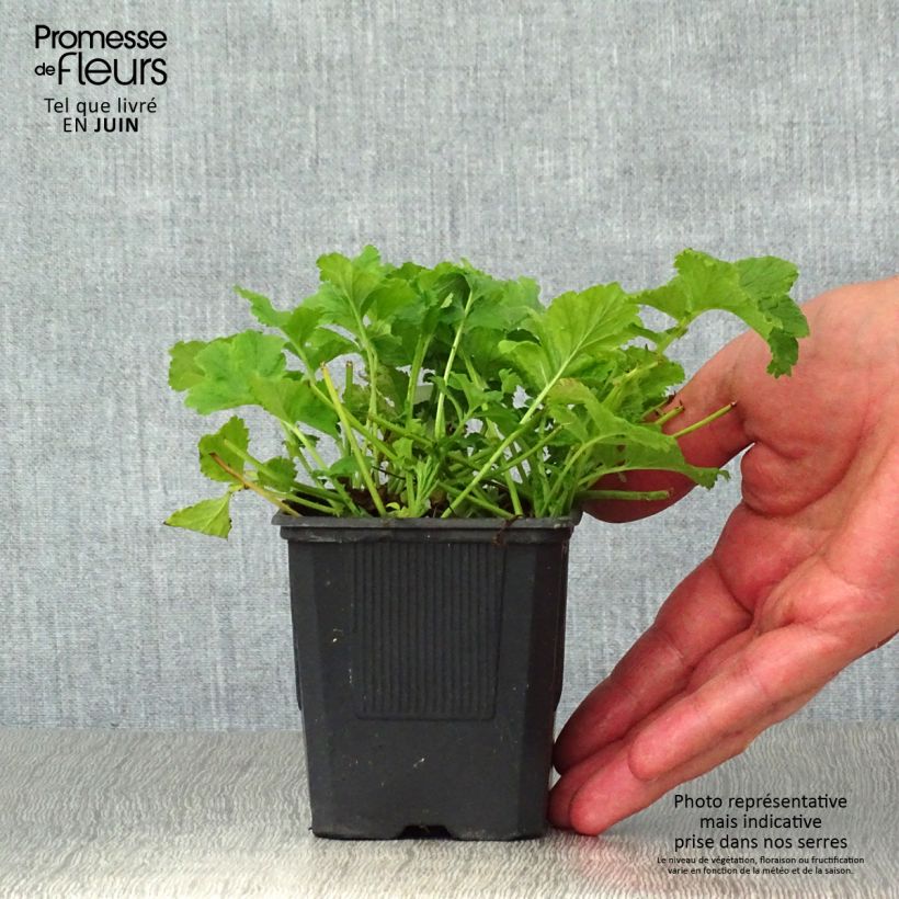 Geum Flames of Passion 8/9 cm pot sample as delivered in summer