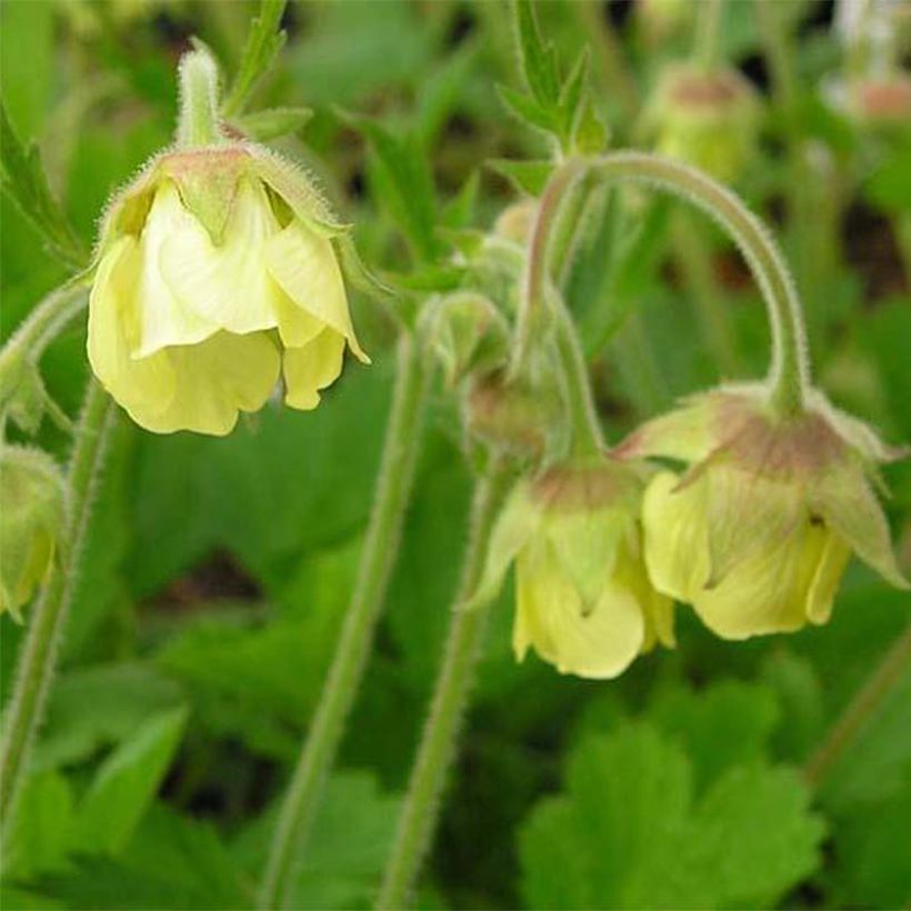 Geum rivale Lemon Drops (Flowering)