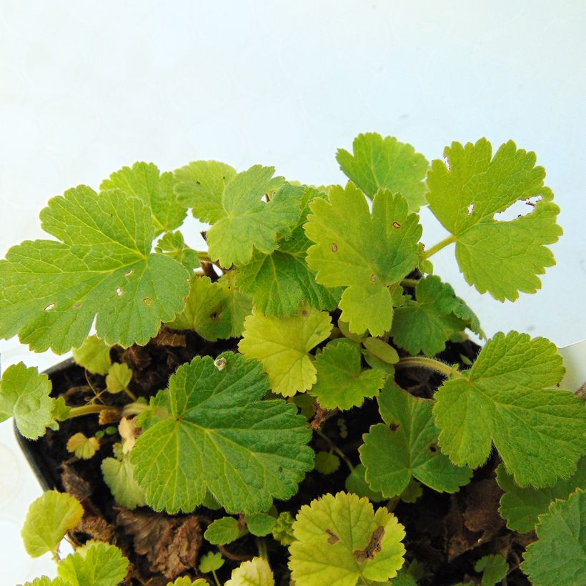 Geum rivale Lemon Drops (Foliage)