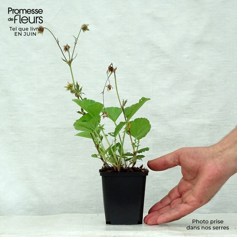 Geum rivale Lemon Drops 8/9 cm pot sample as delivered in summer