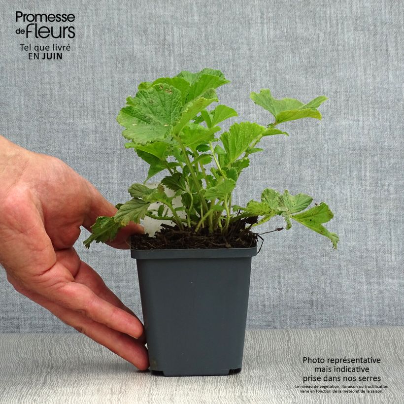 Geum rivale Mai tai 8/9 cm pot sample as delivered in summer