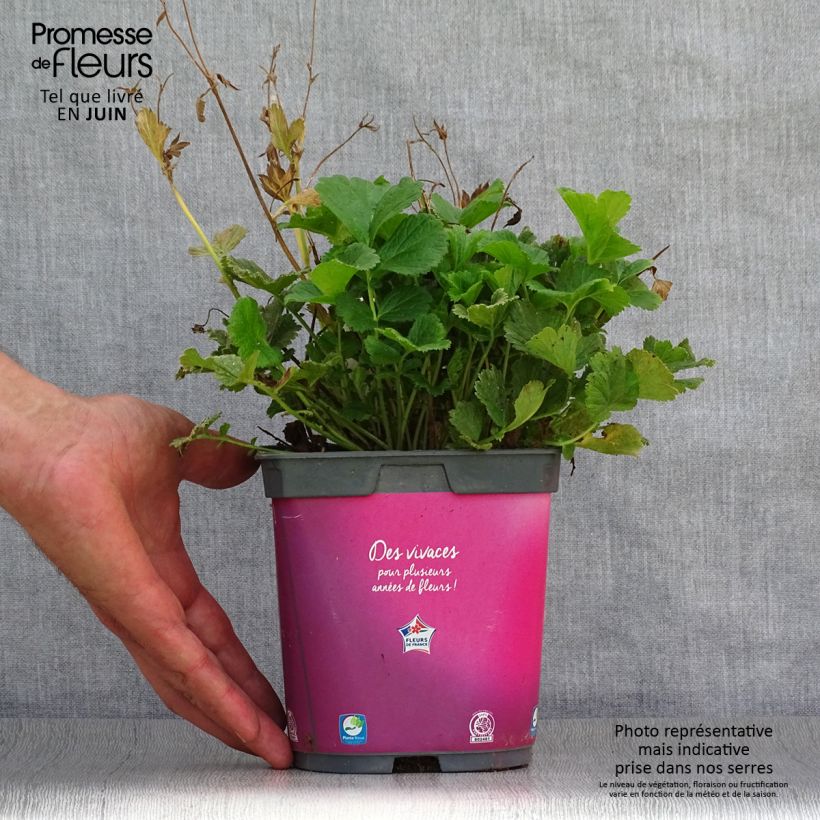 Geum rivale Mai tai 2L/3L pot sample as delivered in summer