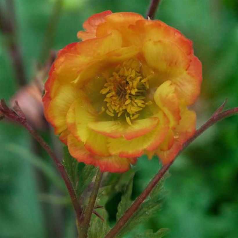 Geum coccineum Nonna (Flowering)