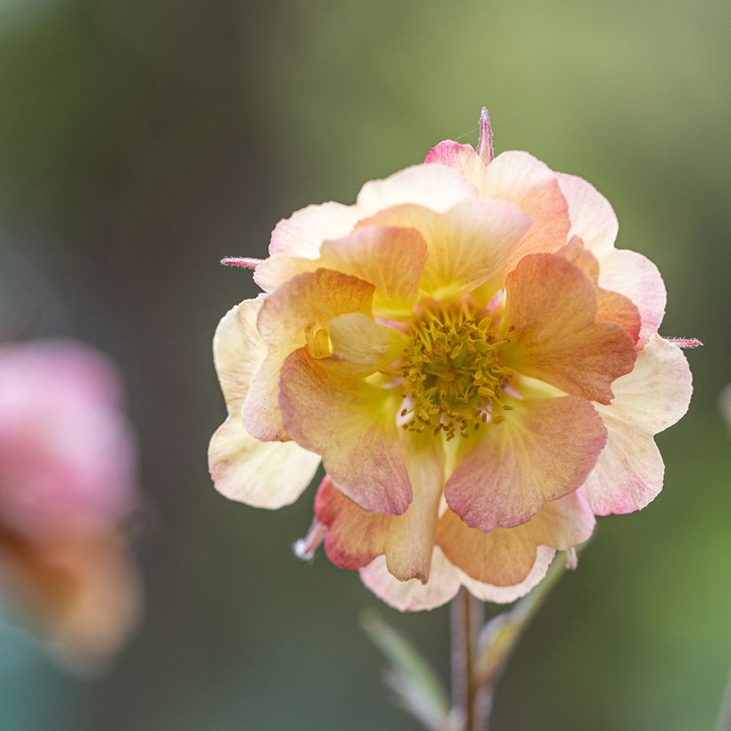 Geum Pretticoats Peach (Flowering)