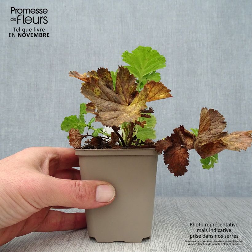 Geum Pretticoats Peach 8/9 cm pot sample as delivered in autumn