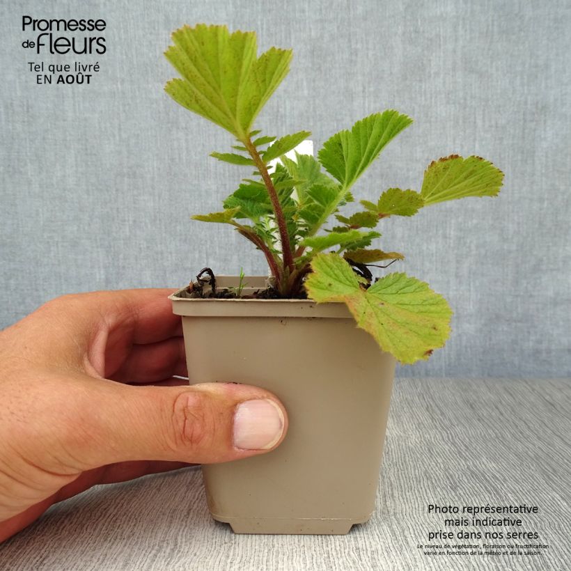 Geum Prinses Juliana 8/9 cm pot sample as delivered in summer