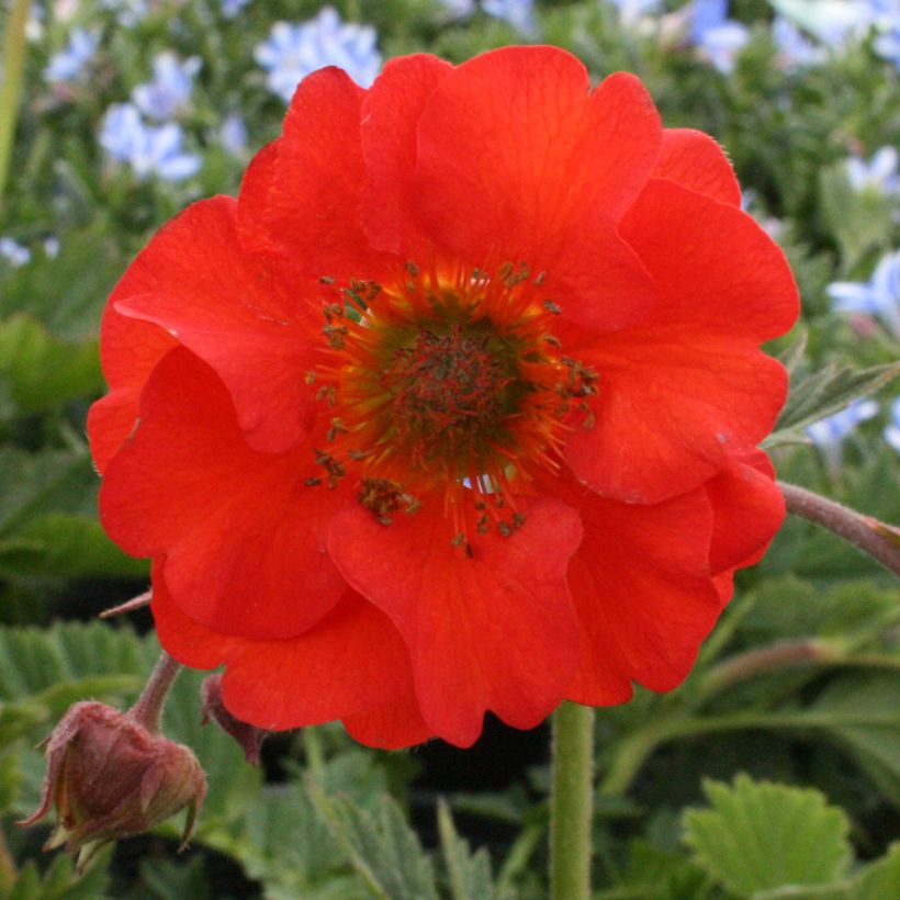 Geum coccineum Red Wings (Flowering)