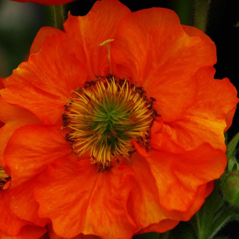 Geum Scarlet Tempest (Flowering)