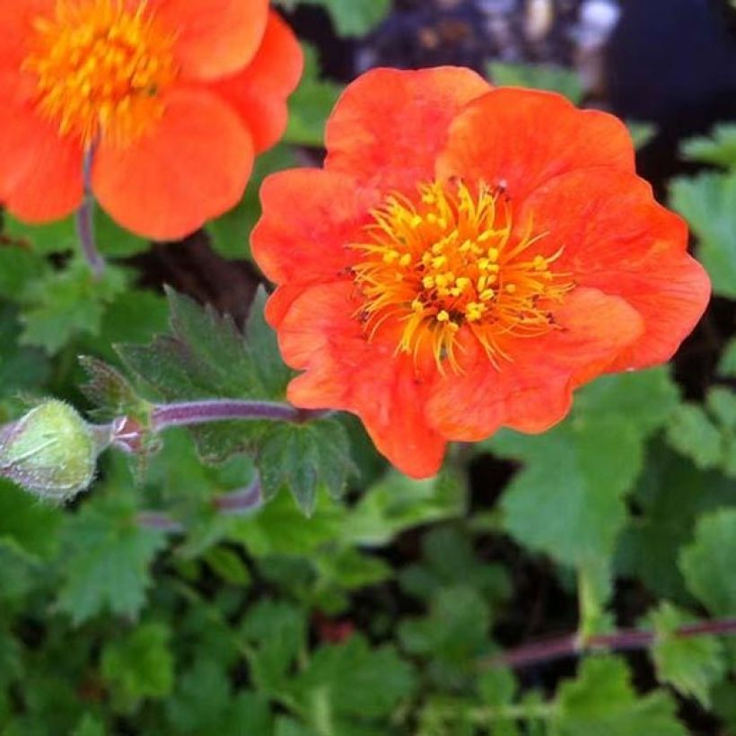 Geum chiloense Sigiswang (Flowering)