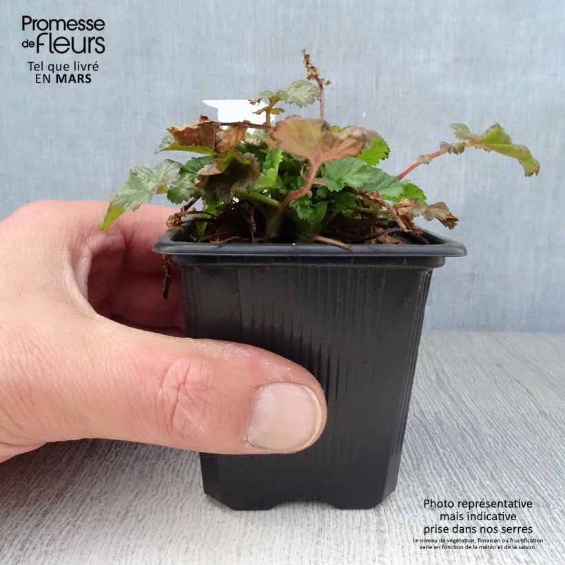 Geum Tempo Rose 8/9 cm pot sample as delivered in spring