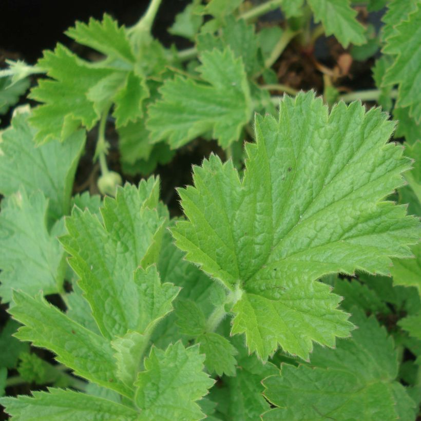 Geum Cocktail Tequila Sunrise (Foliage)