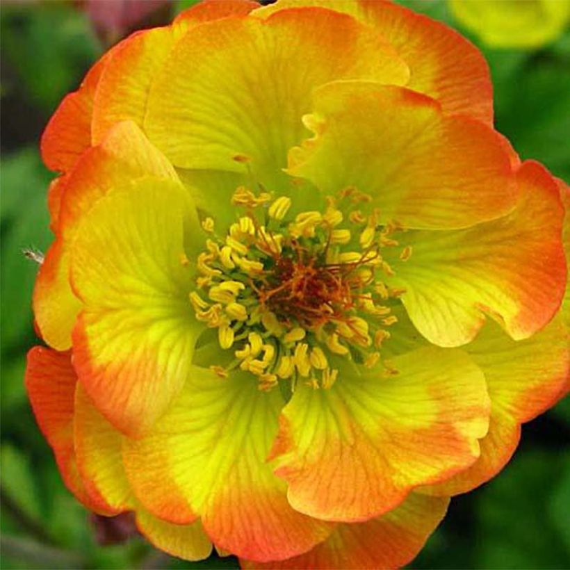 Geum Cocktail Tequila Sunrise (Flowering)