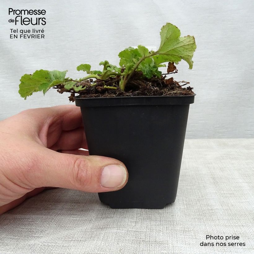 Geum Cocktail Tequila Sunrise 2L/3L pot sample as delivered in winter