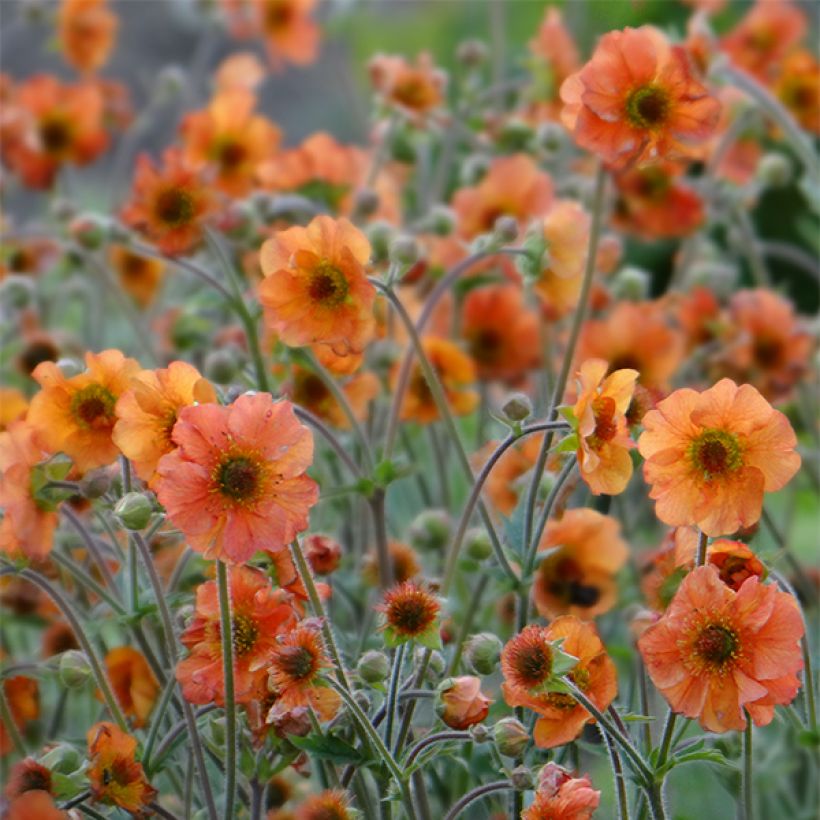 Geum Totally Tangerine (Flowering)