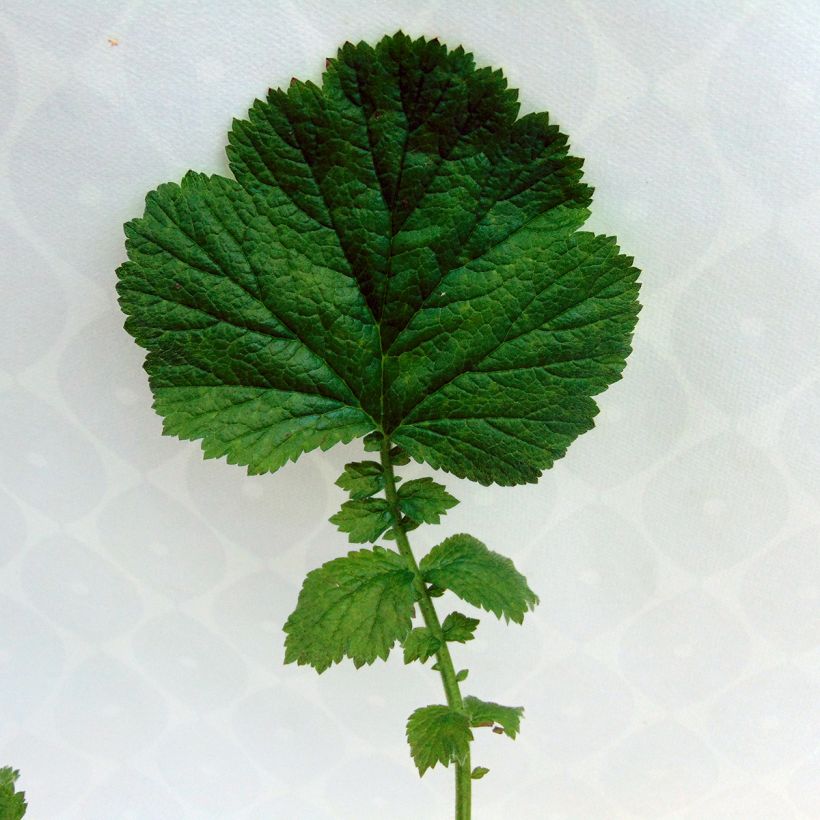 Geum Totally Tangerine (Foliage)