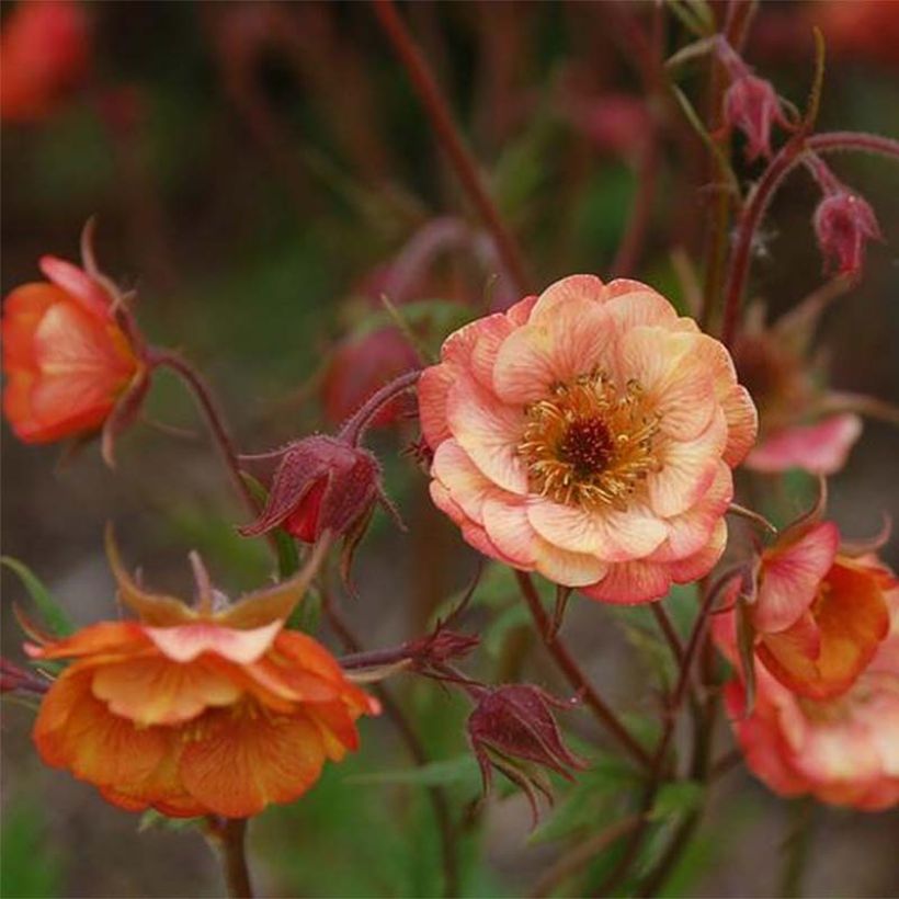 Geum coccineum Cocktail Wet Kiss (Flowering)