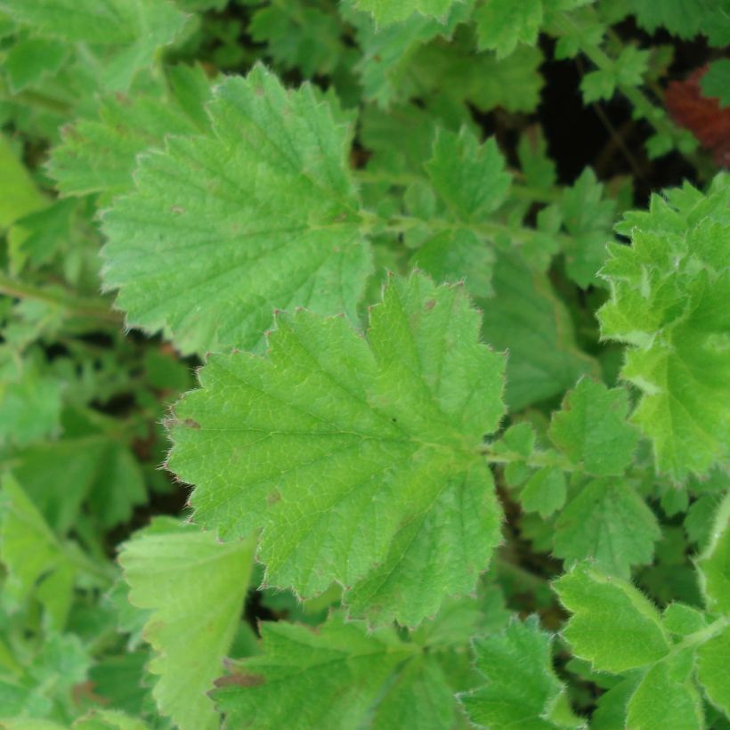 Geum chiloense Lady Stratheden (Foliage)