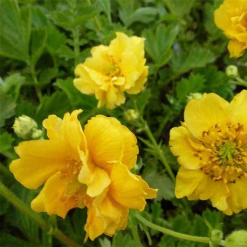 Geum chiloense Lady Stratheden (Flowering)