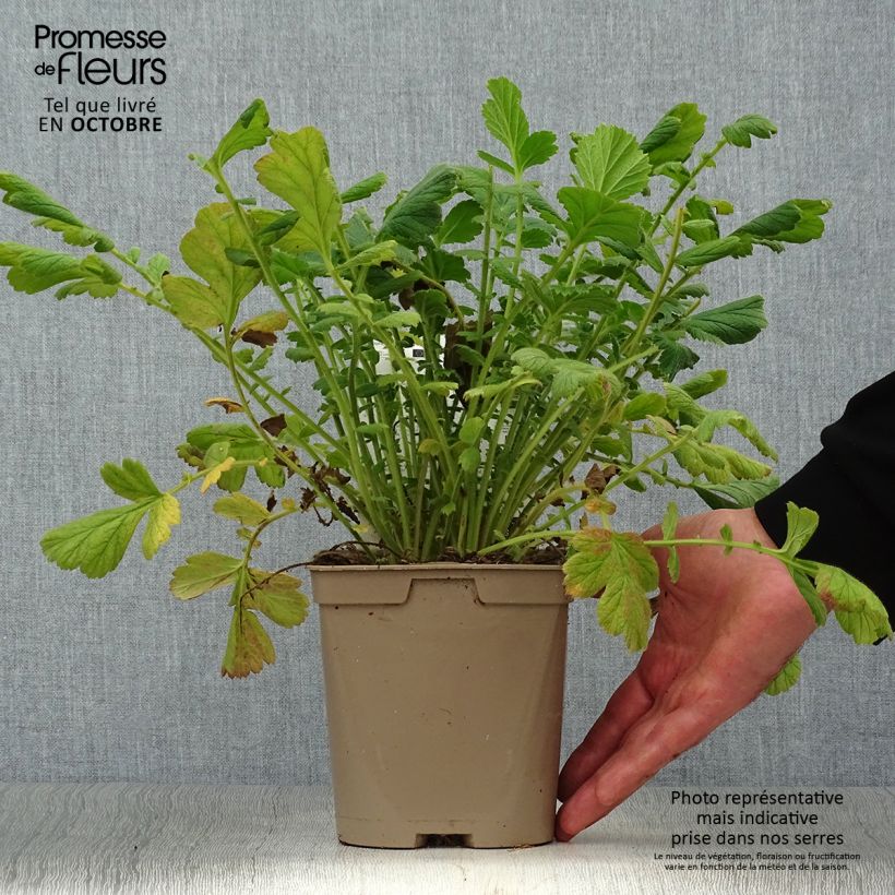 Geum chiloense Lady Stratheden 2L/3L pot sample as delivered in autumn