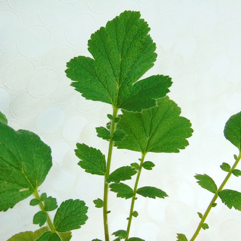 Geum chiloense Mrs Bradshaw (Foliage)