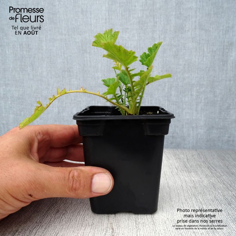 Geum chiloense Mrs Bradshaw 7/8 cm pot sample as delivered in summer