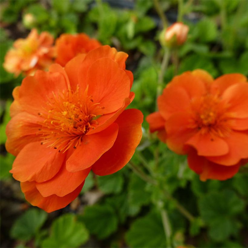 Geum coccineum Feuermeer (Flowering)