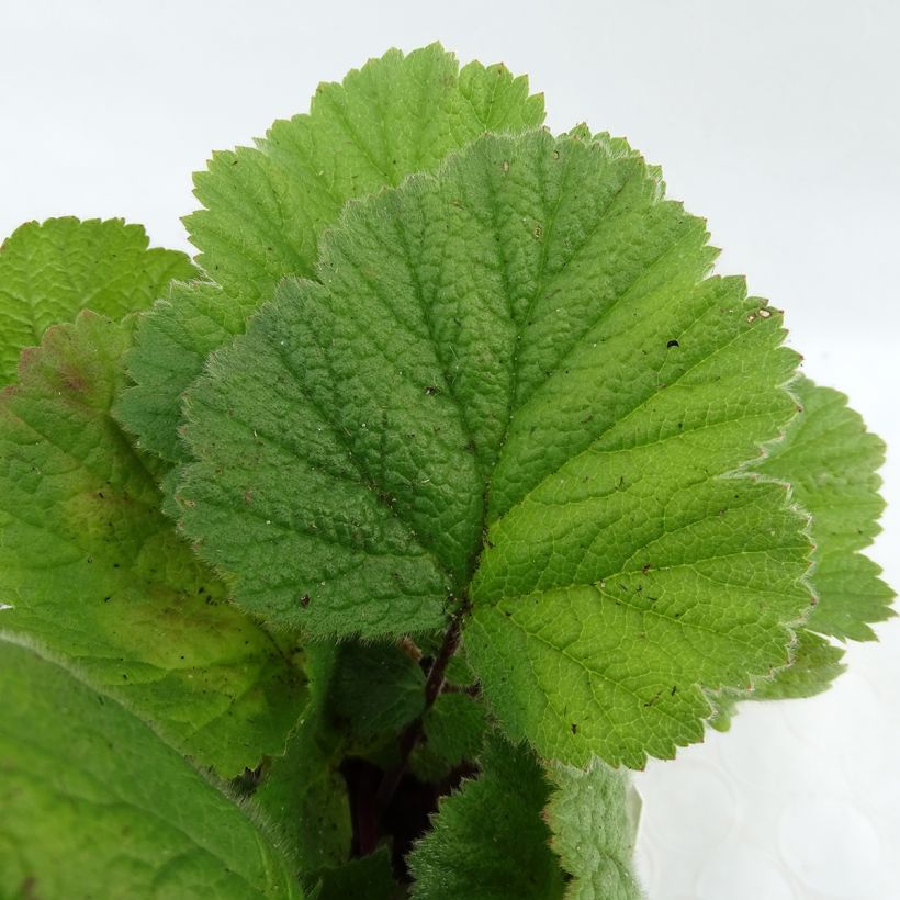 Geum coccineum Feuermeer (Foliage)