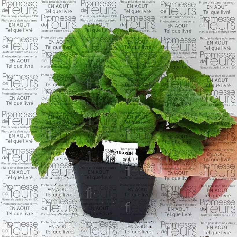 Example of Geum coccineum Feuermeer 8/9 cm pot specimen as delivered