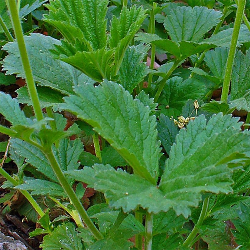 Geum coccineum Karlskaer (Foliage)