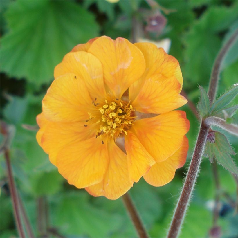 Geum coccineum Karlskaer (Flowering)