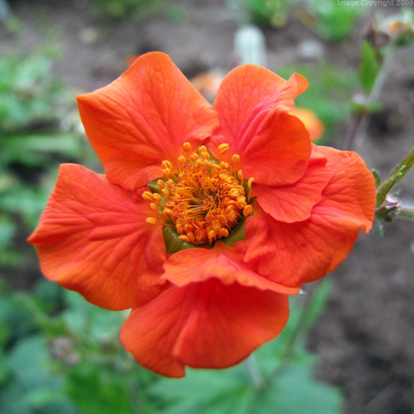 Geum coccineum Werner Arends (Flowering)