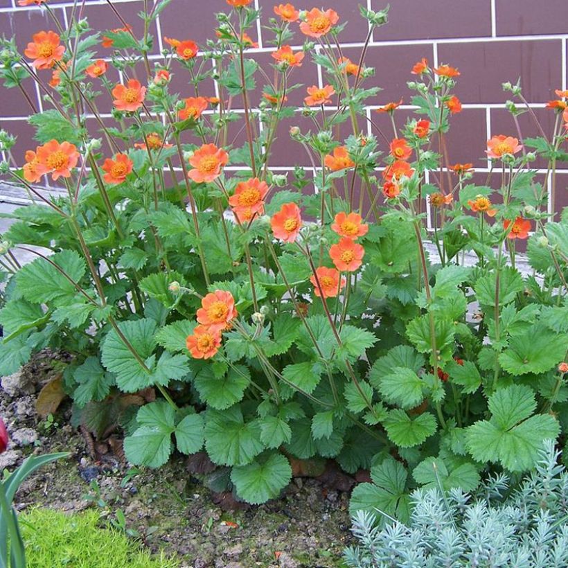 Geum coccineum Werner Arends (Plant habit)