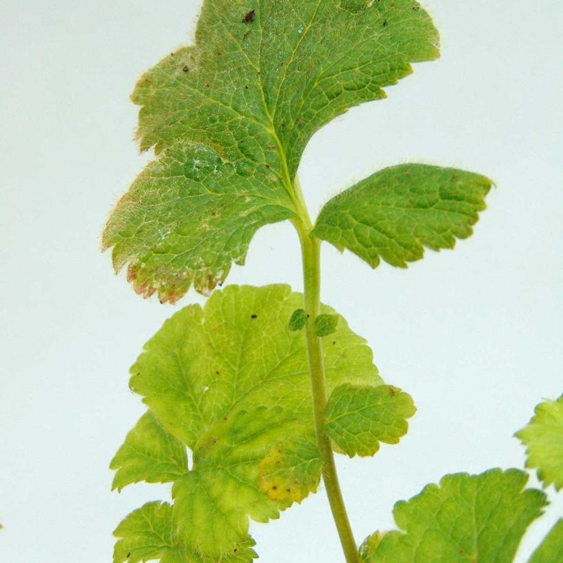 Geum coccineum Werner Arends (Foliage)