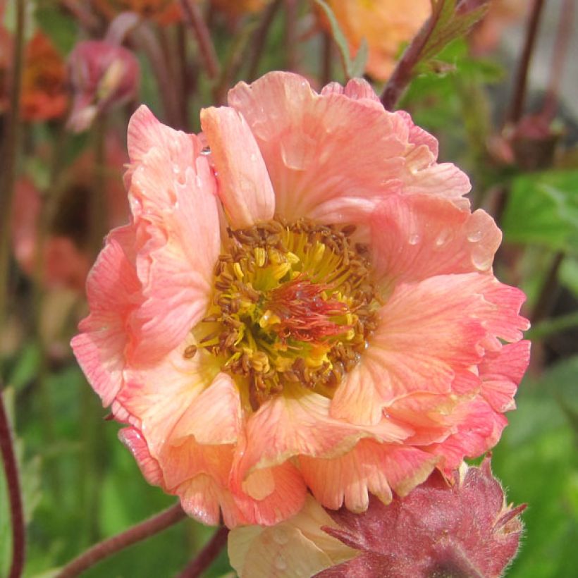 Geum rivale Mai tai (Flowering)