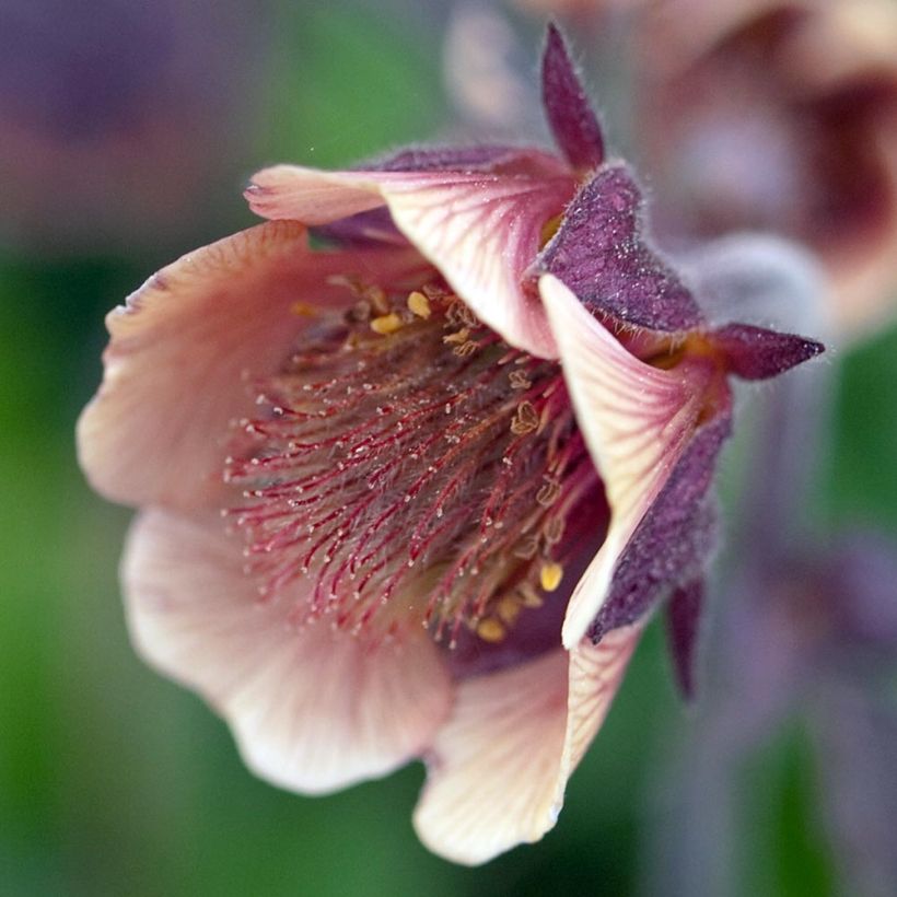 Geum rivale - Water Avens (Flowering)