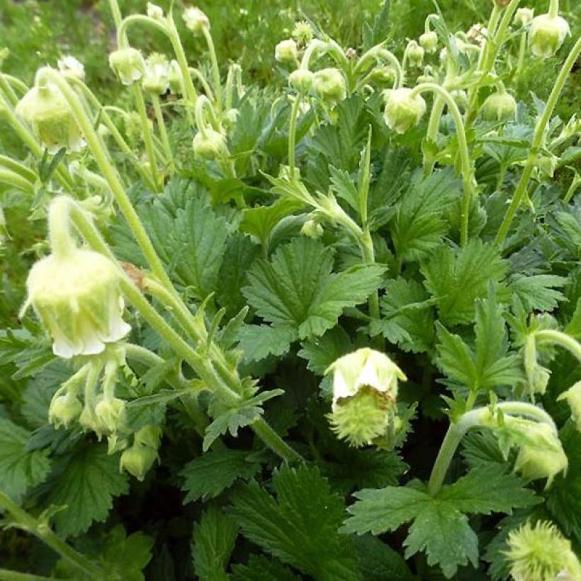 Geum rivale Album (Foliage)