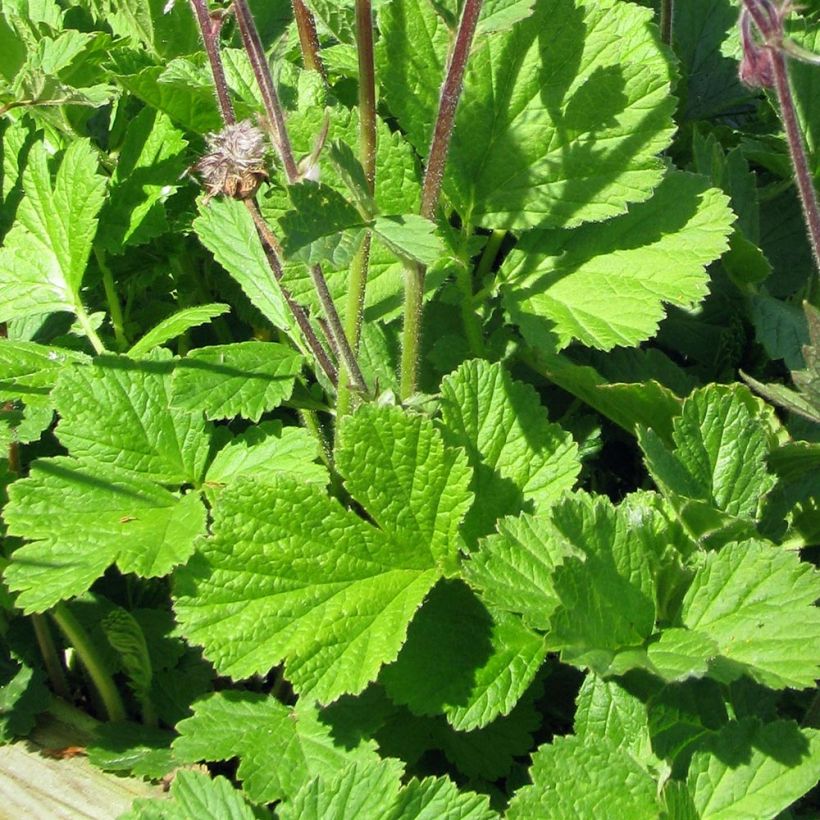 Geum rivale - Water Avens (Foliage)