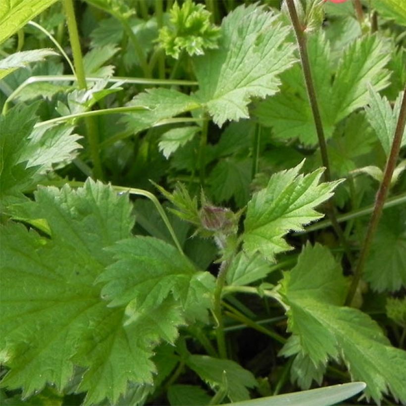 Geum rivale Leonards Variety (Foliage)