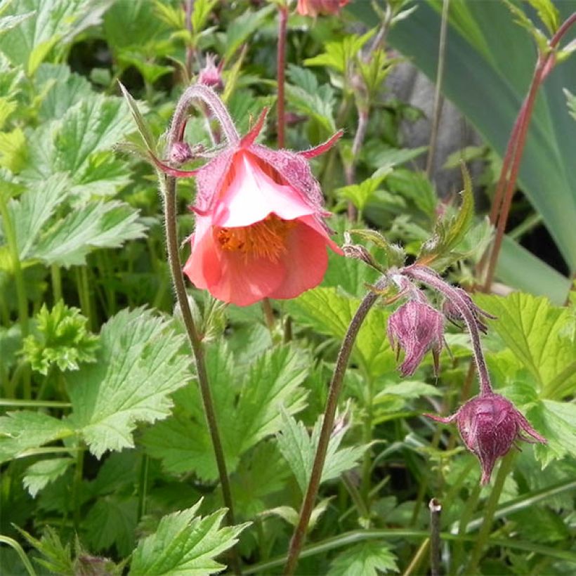 Geum rivale Leonards Variety (Flowering)