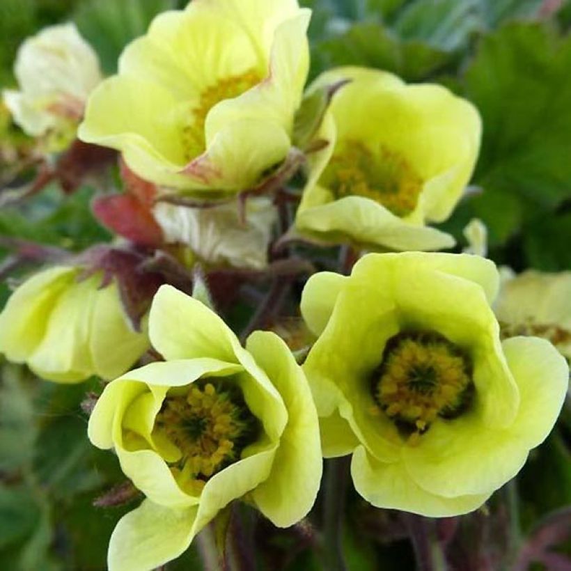 Geum rivale Lionel Cox (Flowering)